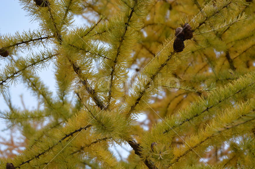 Золотая осень. Пожелтевшая листва