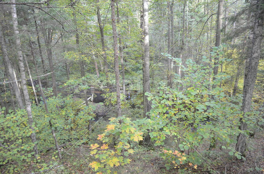 Пейзаж летнего леса 