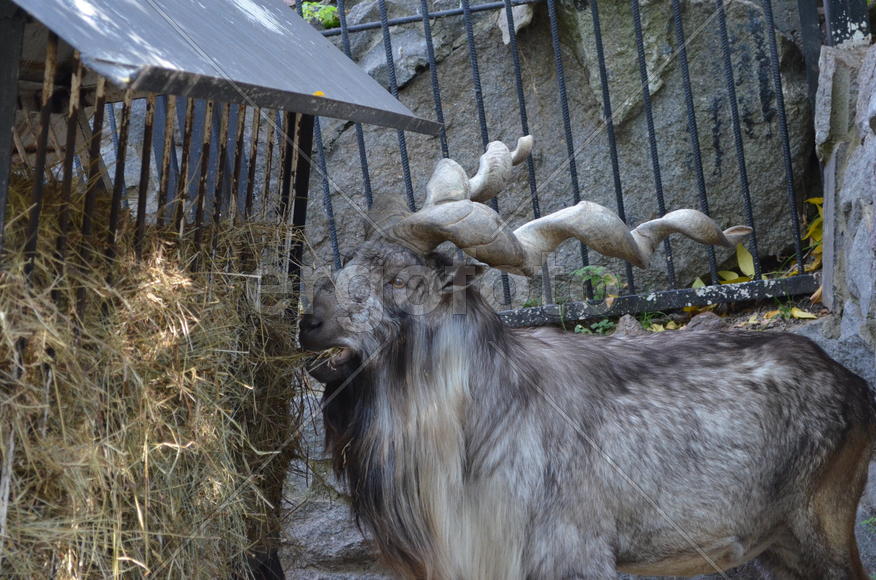 Осень. Парнокопытные: винторогий козёл или мархур (лат. Capra falconeri)