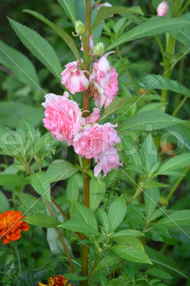 Бутоны розовых цветов 