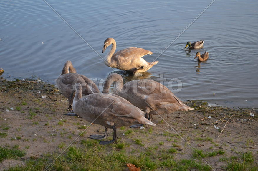Дикие утки на берегу водоема 