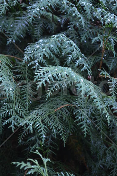 Дождь и туят