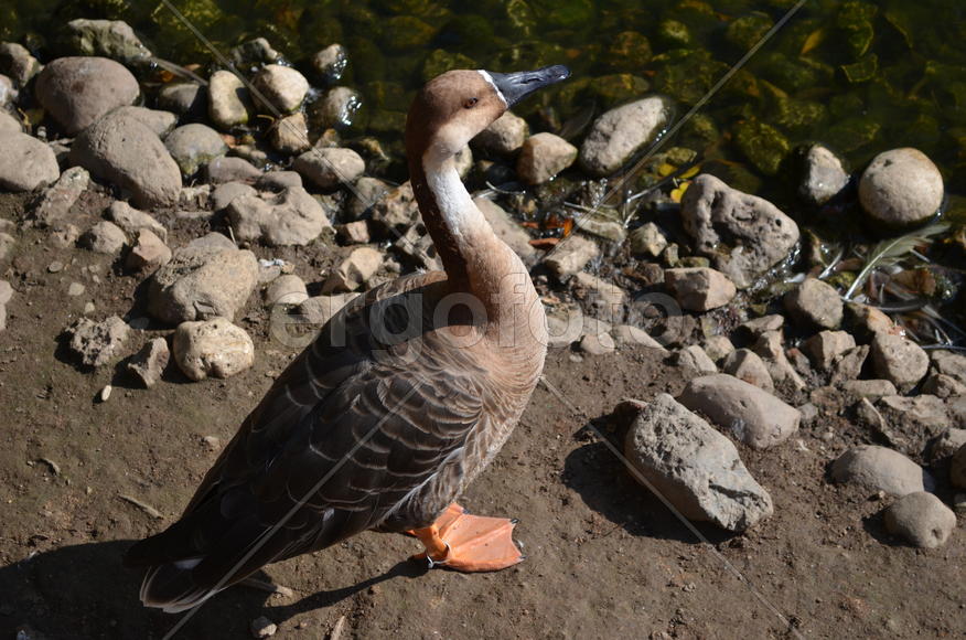 Серая утка у водоема 
