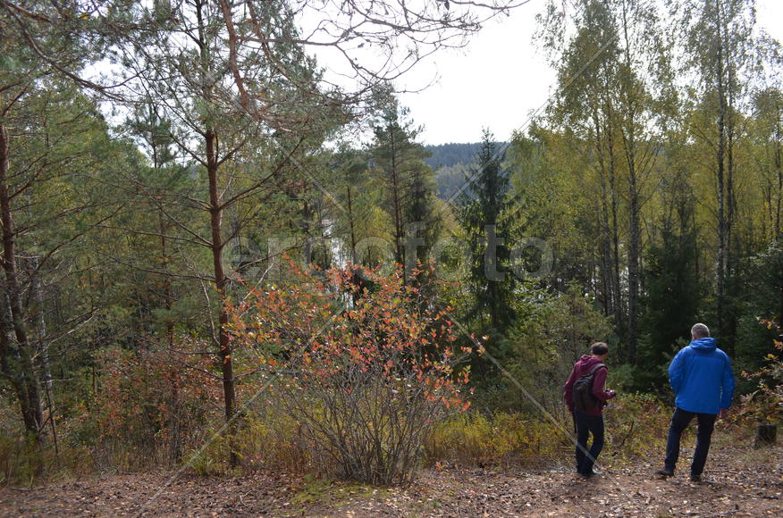 Туристы гуляют по зеленому лесу 