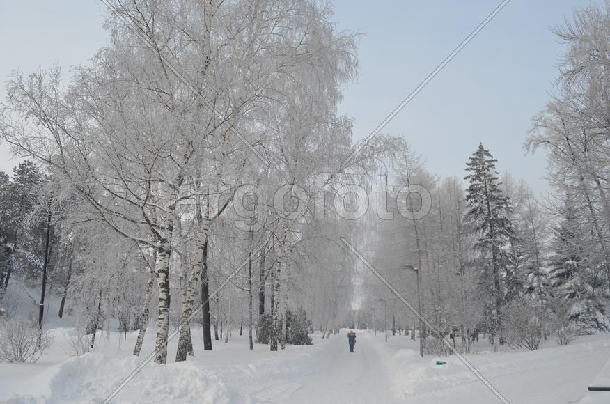 Деревья инеем одеты