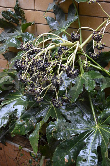 Черная гроздь