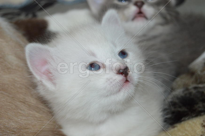 Маленький белый котенок 
