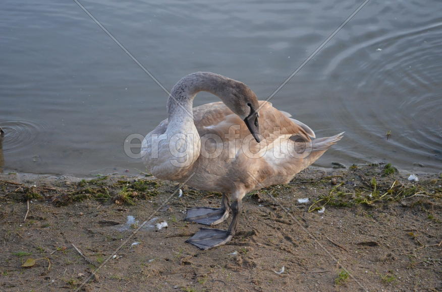 Дикие утки на берегу водоема 
