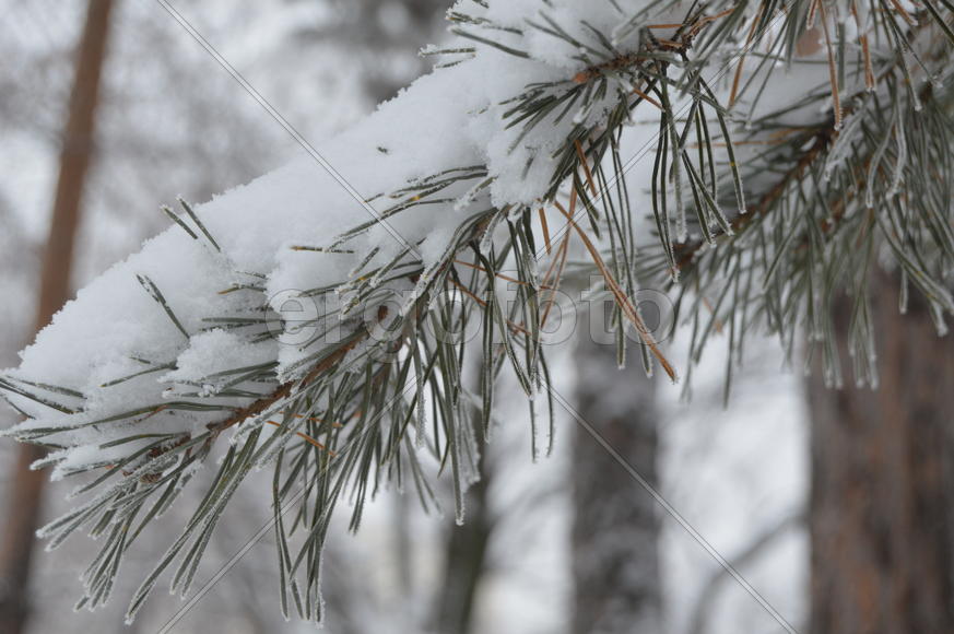 Снег на ветках