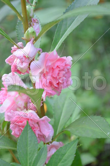 Бутоны розовых цветов 