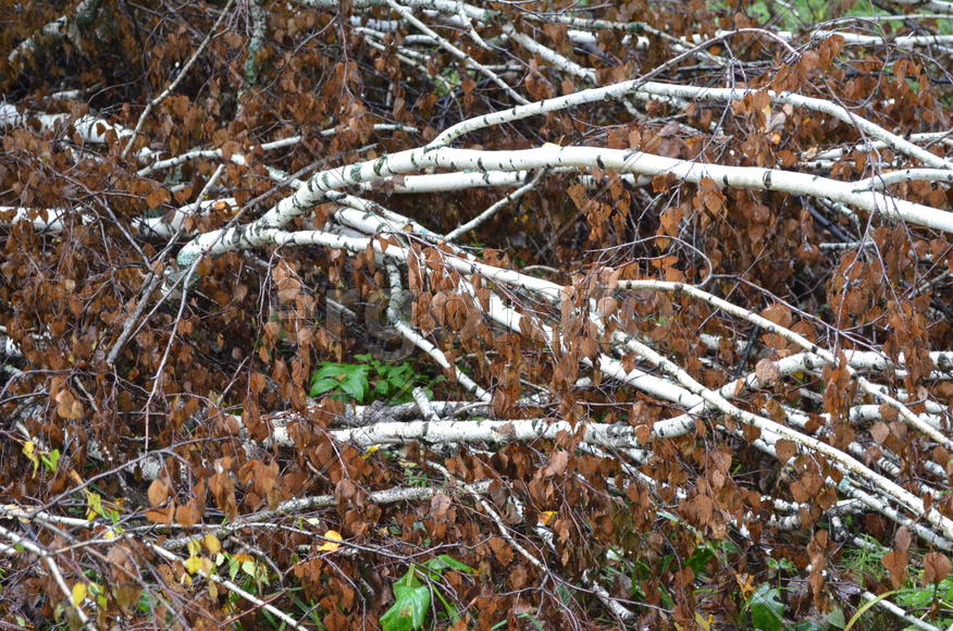 Засохшая береза 