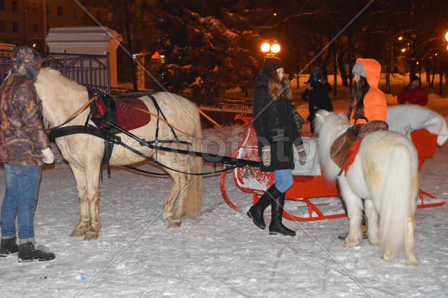 Лошадь запряженная санями 