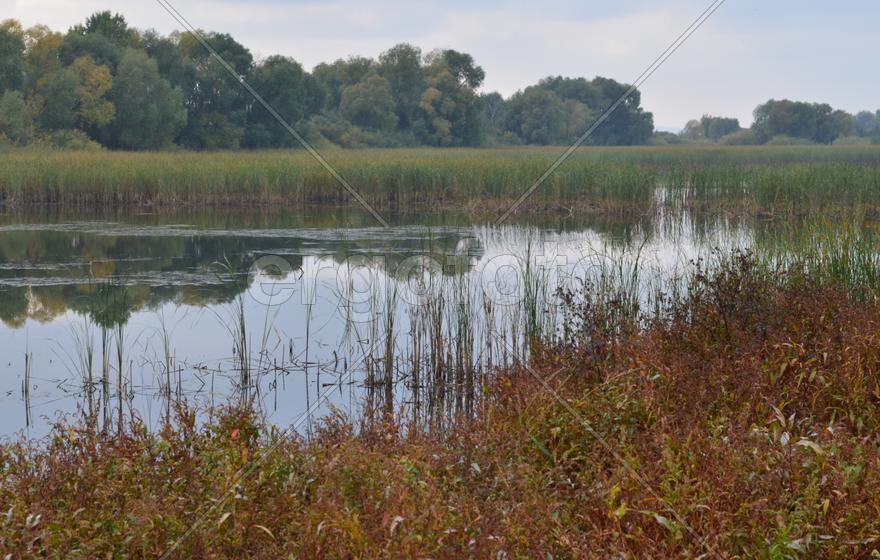 Деревья на берегу озера 