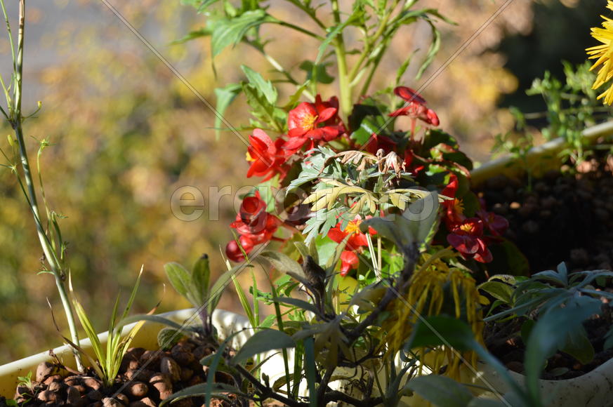 Цветение домашних декоративных растений 