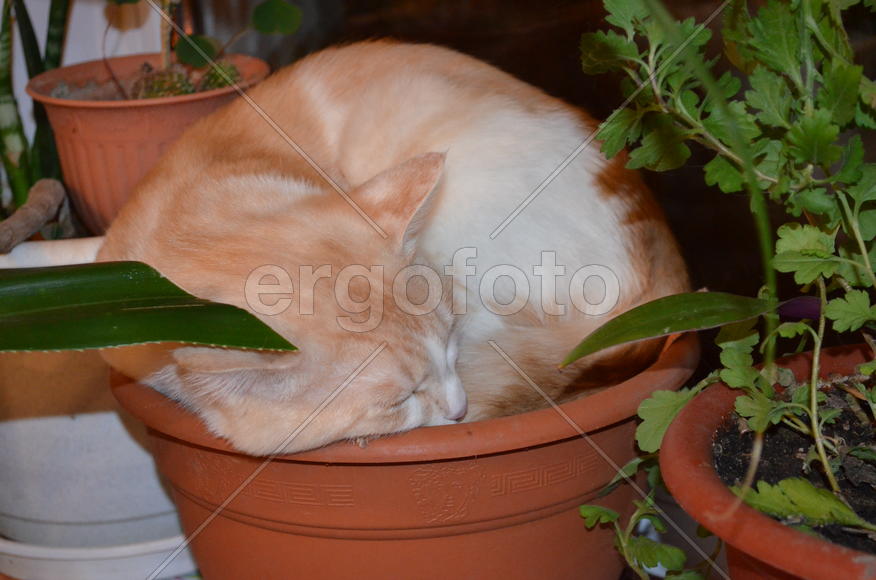 Кошка спит в горшке из под растений 