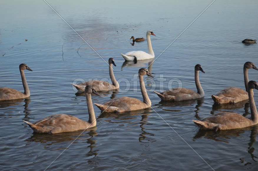 Дикие утки плавают по водоему 