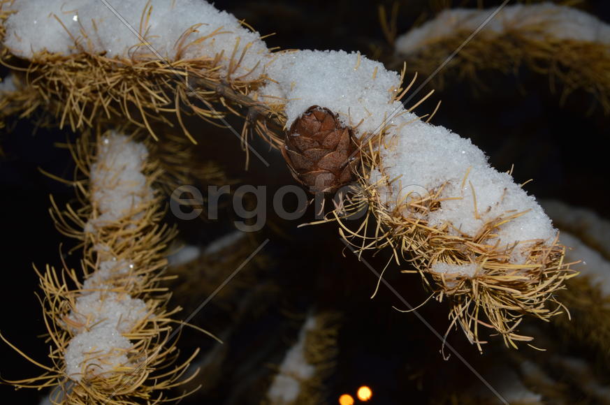 Лиственница. Ветка: снег на желтой хвое