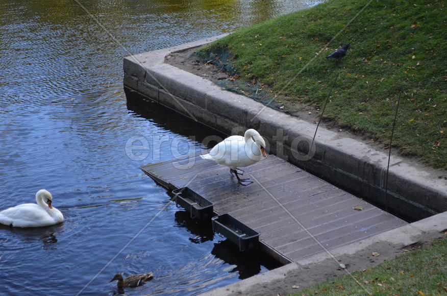 Белые лебеди у берега