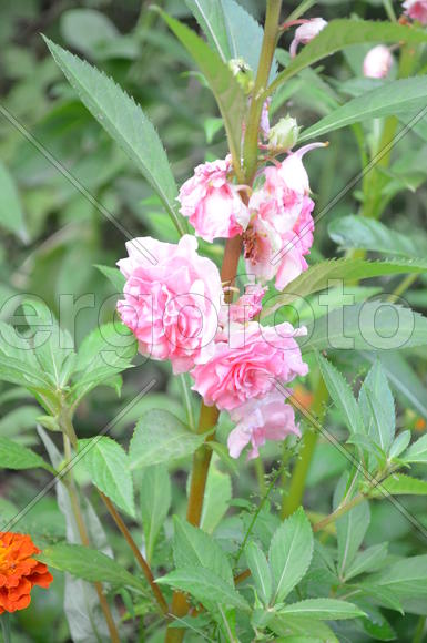 Бутоны розовых цветов 