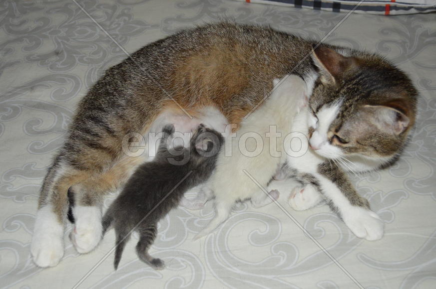 Кошка с новоррожденными котятами