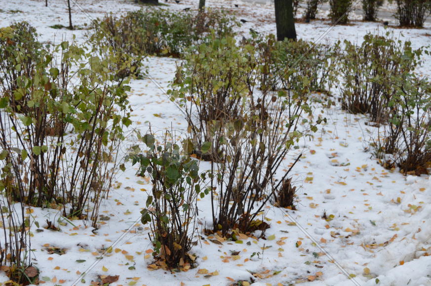 Первый снег на пожелтевшей осенней листве 