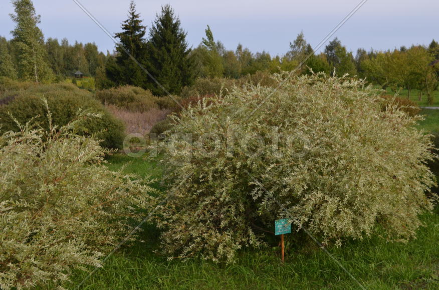 Зеленый сад 