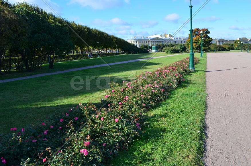 Бордюр из роз в Санкт-Петербурге 
