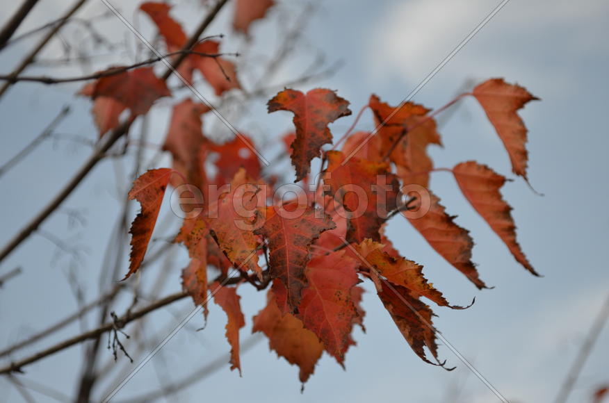 Красное на сером