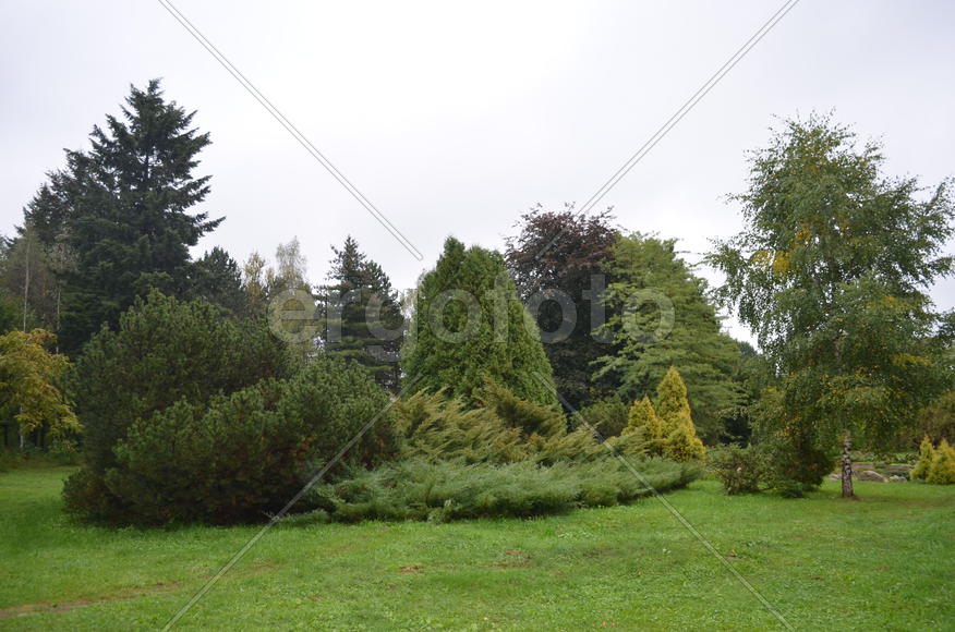 Хвойная группа