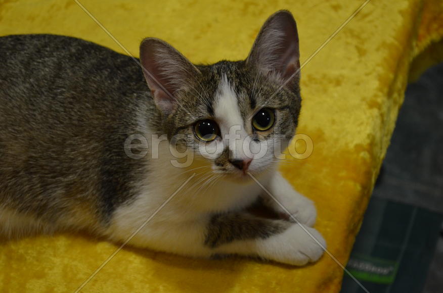 Кошка на желтой подушке 