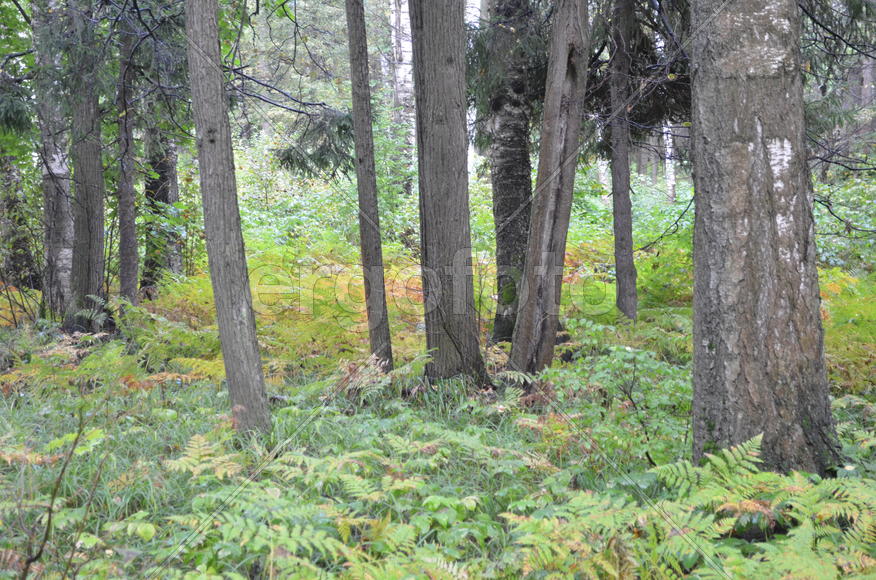 Пейзаж в чаще леса 