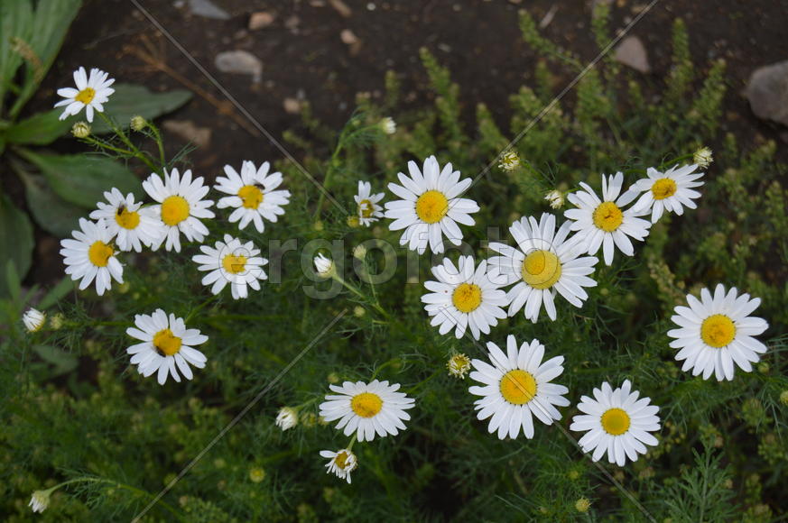 Белые ромашки среди зеленой листвы 
