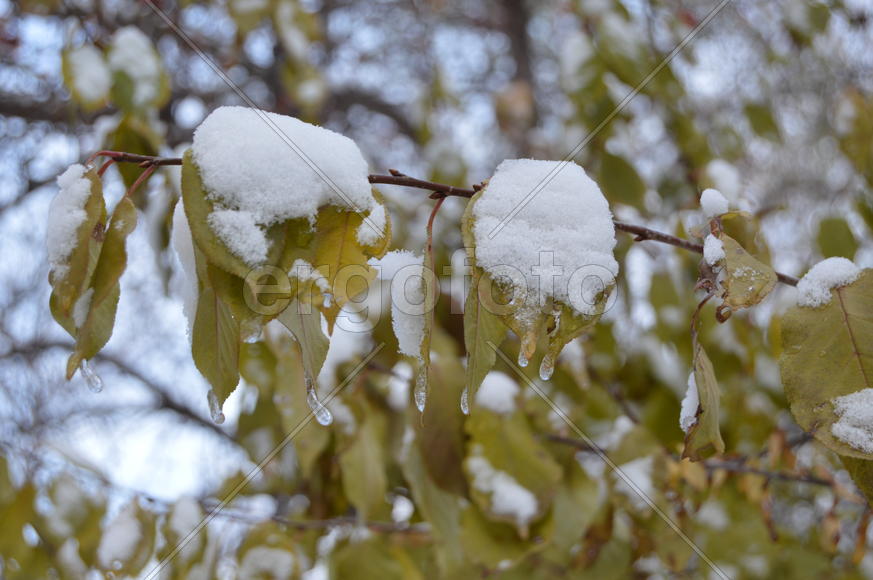 Казань. Заснеженные листья деревьев 