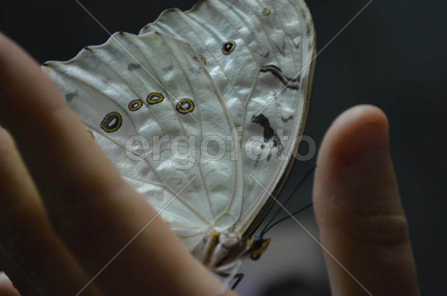 Казань: Парк бабочек