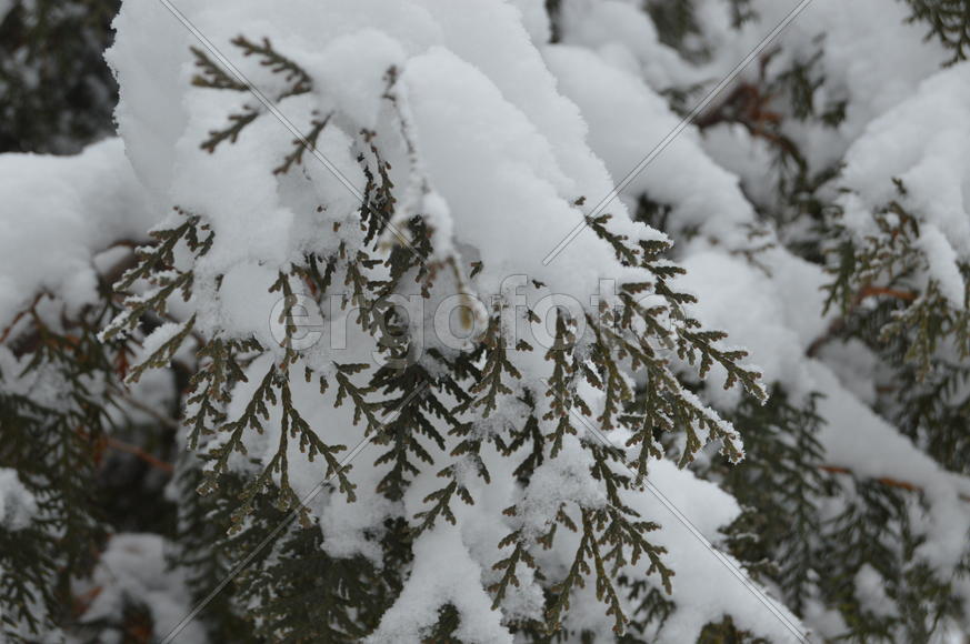 Снег на ветках