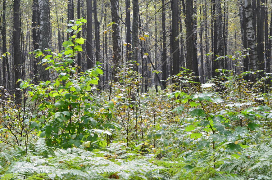 Пейзаж в чаще леса 
