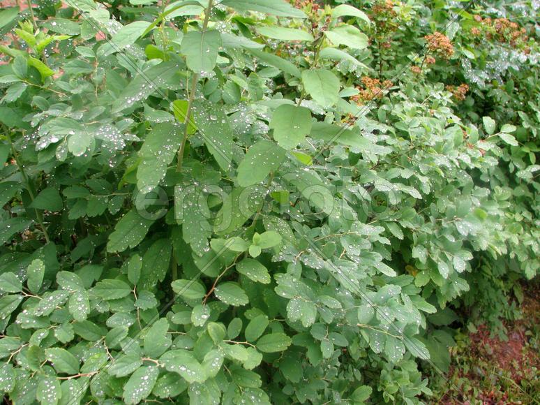 Летний дождь на листьях кустарника