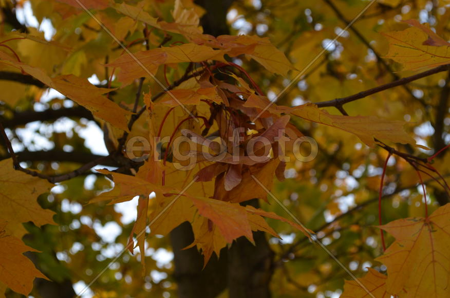 И снова клен