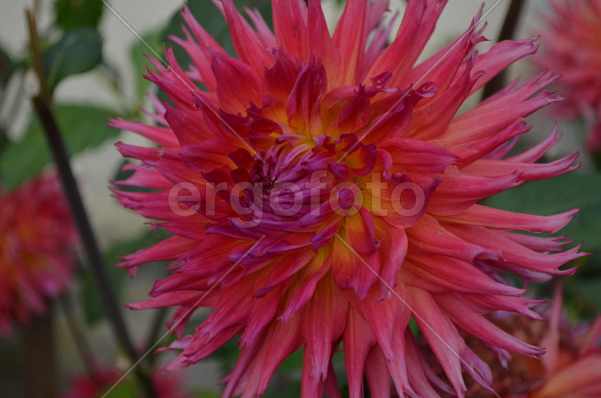 Октябрь. Георгина в оранжево-розовых тонах