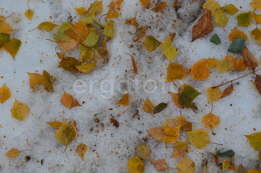 Первый снег на пожелтевшей осенней листве 