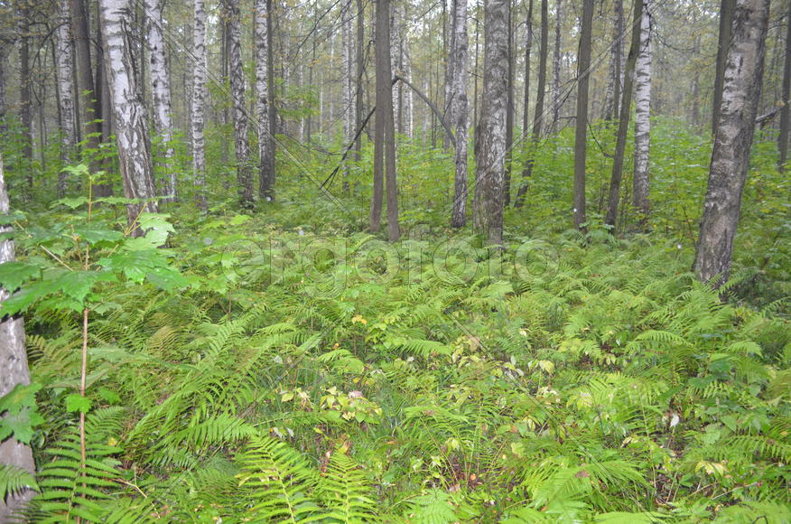 Пейзаж в чаще леса 