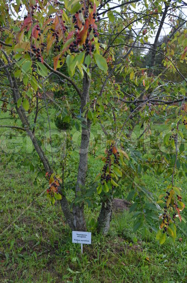 Садоводческое хозяйство 