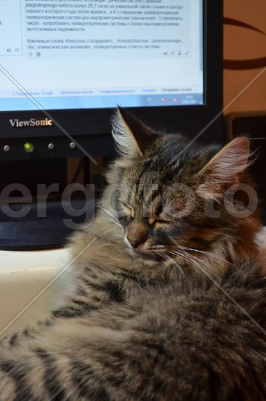 Серая пушистая кошка 