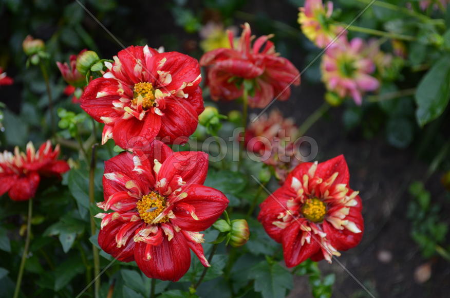 Алая группа