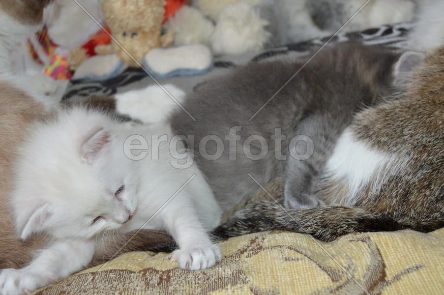 Котята близнецы