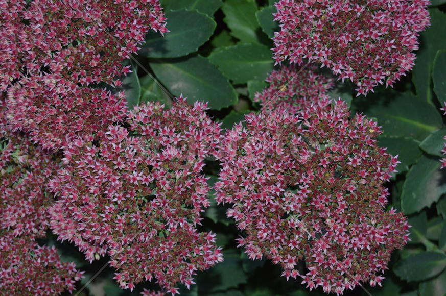 Цветы сирени на фоне зеленой листвы 