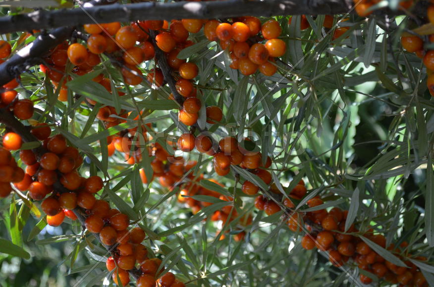 Облепииха (Hippóphae) сем.: Elaeagnaceae:Оранжевые ягоды на ветках среди листвы