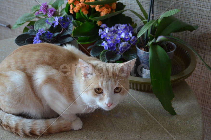 Рыжая кошка на столе у комнатных растений