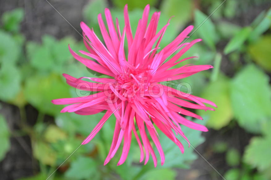 Розовый цветок 