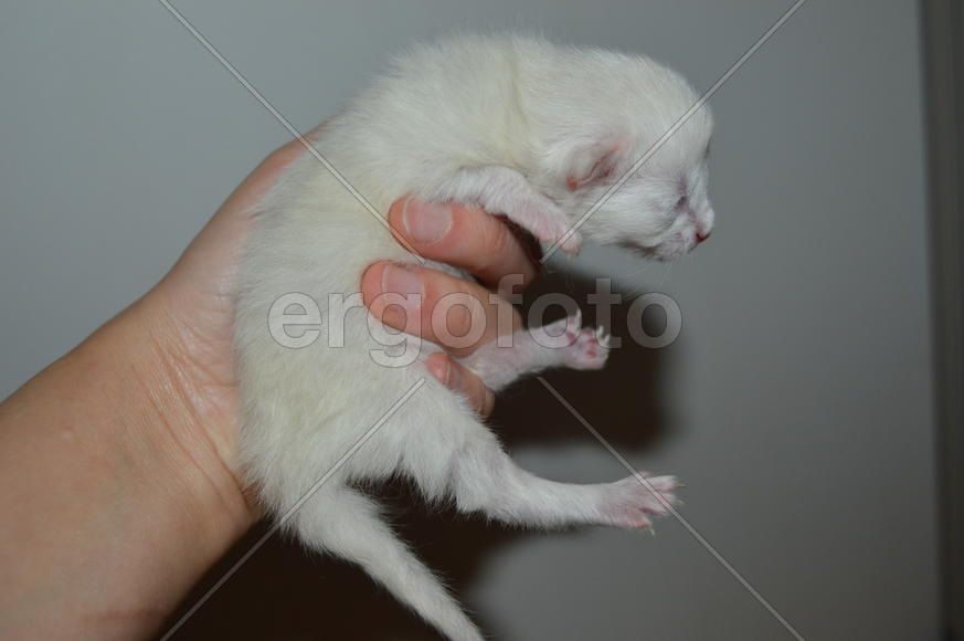 Маленький слепой котенок. 